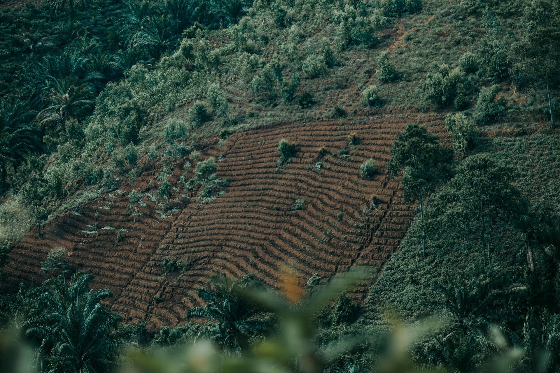 Encosta com solo exposto e mudas plantadas em curvas de nível.